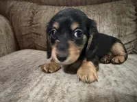 Black and tan, a female Dachshund for sale in Centerville, IA – 3 of 4