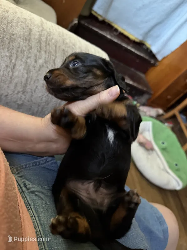 Black and tan  – Dachshund puppy for sale in Centerville, IA