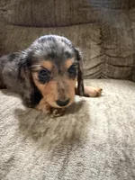 Brown black, a female Dachshund for sale in Centerville, IA – 4 of 4