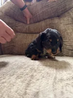 Black and tan and white, a female Dachshund for sale in Centerville, IA – 3 of 6