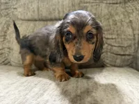 Brown dapple with red, a female Dachshund for sale in Centerville, IA – 1 of 5