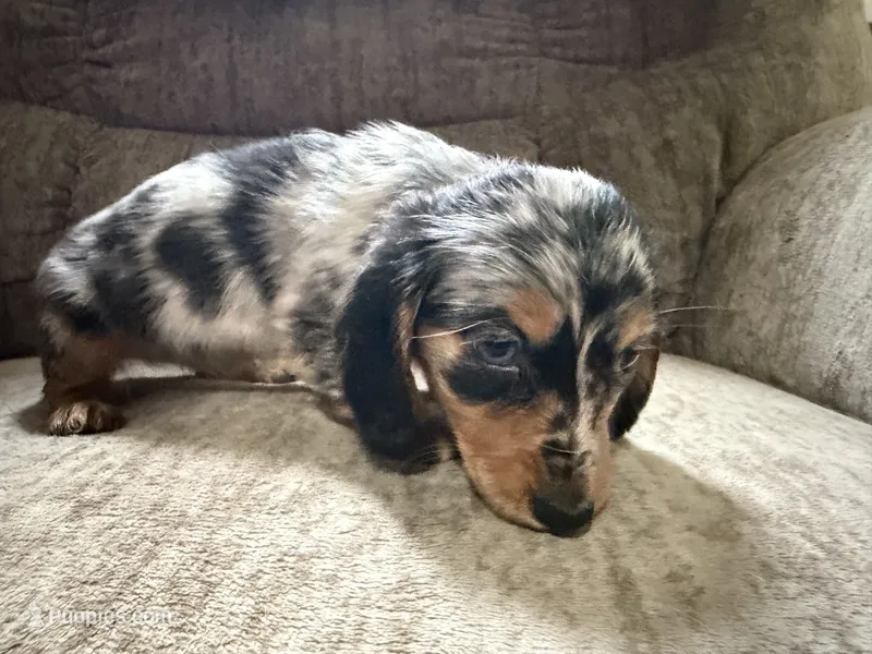 Silver dapple – Dachshund puppy on hold in Centerville, IA