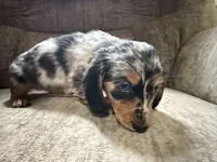 Silver dapple, a male Dachshund for sale in Centerville, IA – 1 of 1