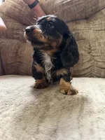 Black and tan and white, a female Dachshund for sale in Centerville, IA – 5 of 6