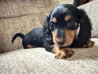 Black and tan, a female Dachshund for sale in Centerville, IA – 2 of 5