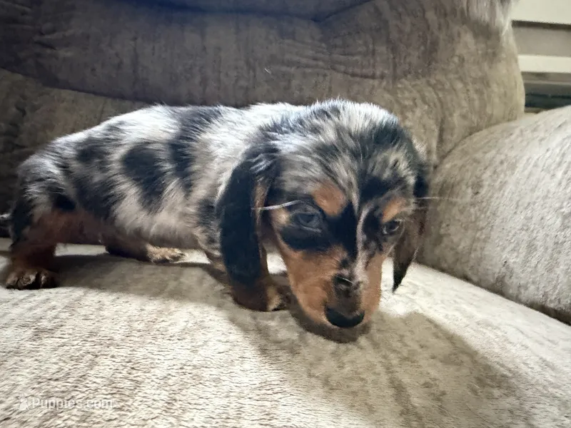 Silver dapple – Dachshund puppy for sale in Centerville, IA