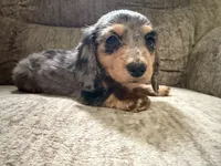 Brown black, a female Dachshund for sale in Centerville, IA – 1 of 4
