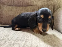 Black and tan, a female Dachshund for sale in Centerville, IA – 1 of 4