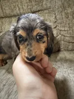 Brown dapple with red, a female Dachshund for sale in Centerville, IA – 2 of 5
