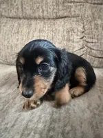 Black and tan, a female Dachshund for sale in Centerville, IA – 2 of 4