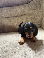 Black and tan, a female Dachshund for sale in Centerville, IA – 3 of 5