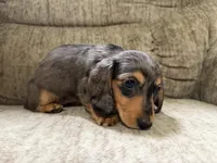 Brown was black spots, a female Dachshund for sale in Centerville, IA – 5 of 5