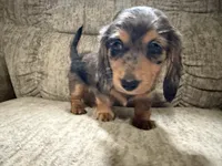 Brown black spots, a male Dachshund for sale in Centerville, IA – 3 of 4