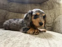 Brown black, a female Dachshund for sale in Centerville, IA – 2 of 4