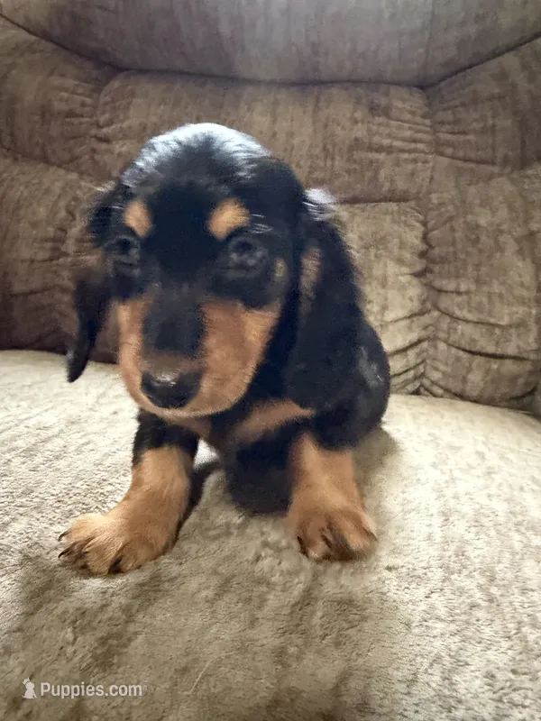 Black and tan – Dachshund puppy for sale in Centerville, IA