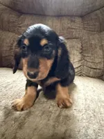 Black and tan, a female Dachshund for sale in Centerville, IA – 1 of 5