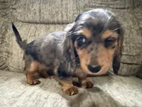 Brown dapple with red, a female Dachshund for sale in Centerville, IA – 4 of 5