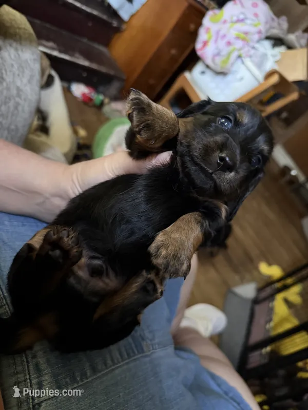 Black – Dachshund puppy on hold in Centerville, IA