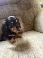 Black and tan, a female Dachshund for sale in Centerville, IA – 4 of 5