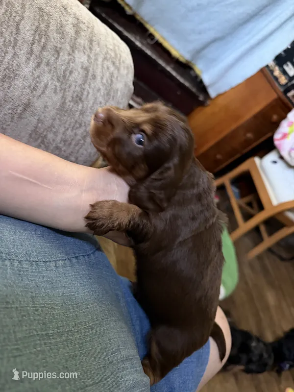Dark  red brown  – Dachshund puppy for sale in Centerville, IA