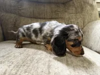 Silver dapple, a female Dachshund for sale in Centerville, IA – 4 of 4
