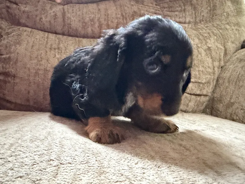 Black and tan and white – Dachshund puppy for sale in Centerville, IA
