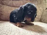 Black and tan and white, a female Dachshund for sale in Centerville, IA – 1 of 6