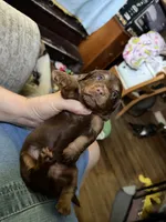 Dark  red brown , a male Dachshund for sale in Centerville, IA – 2 of 2