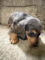 Brown was black spots, a female Dachshund for sale in Centerville, IA – 2 of 5