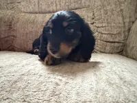 Black and tan and white, a female Dachshund for sale in Centerville, IA – 6 of 6