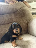 Black and tan, a female Dachshund for sale in Centerville, IA – 5 of 5