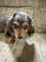 Brown black spots, a male Dachshund for sale in Centerville, IA – 2 of 4