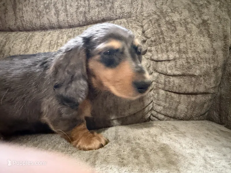 Brown was black spots – Dachshund puppy for sale in Centerville, IA