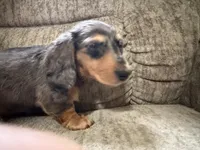 Brown was black spots, a female Dachshund for sale in Centerville, IA – 1 of 5
