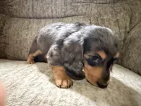 Brown was black spots, a female Dachshund for sale in Centerville, IA – 3 of 5