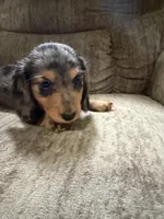 Brown black, a female Dachshund for sale in Centerville, IA – 3 of 4