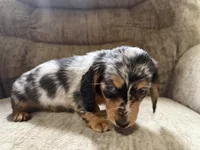 Silver dapple, a female Dachshund for sale in Centerville, IA – 3 of 4