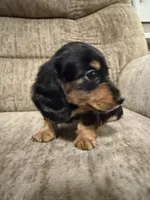 Black and tan, a female Dachshund for sale in Centerville, IA – 4 of 4
