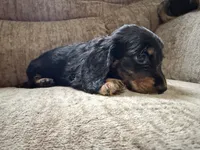 Black and tan and white, a female Dachshund for sale in Centerville, IA – 2 of 6