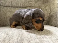Brown was black spots, a female Dachshund for sale in Centerville, IA – 4 of 5