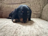 Black and tan and white, a female Dachshund for sale in Centerville, IA – 4 of 6