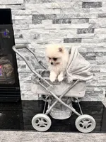 Lilly, a female Pomeranian for sale in Camas, WA – Photo 5 of 6