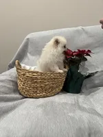 Lilly, a female Pomeranian for sale in Camas, WA – Photo 3 of 6