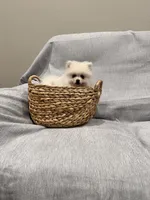 Lilly, a female Pomeranian for sale in Camas, WA – Photo 1 of 6