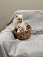 Lilly, a female Pomeranian for sale in Camas, WA – Photo 6 of 6