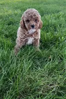 Addy, a female Poodle - Toy  for sale in Lovington, IL – 2 of 3