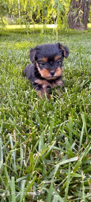 Raina – Yorkshire Terrier puppy for sale in Lovington, IL
