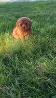 Angel, a female Poodle - Toy  for sale in Lovington, IL – 1 of 5