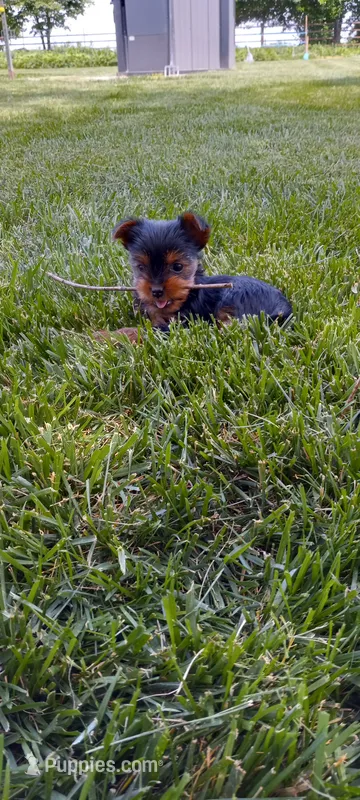 Rylee – Yorkshire Terrier puppy for sale in Lovington, IL