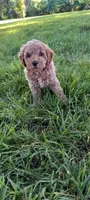 Aldo, a male Poodle - Toy  for sale in Lovington, IL – 4 of 4